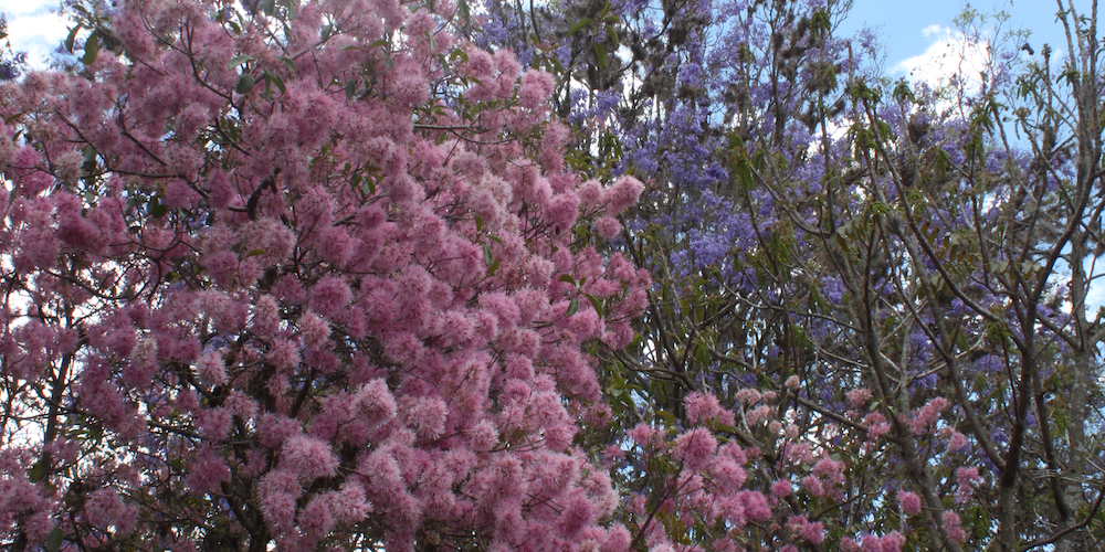 Arboles en flor alta